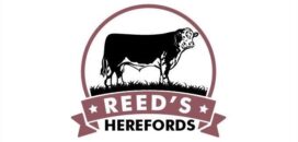 Reed's Herefords logo with polled Hereford bull – registered Hereford cattle ranch in Nevada and Utah